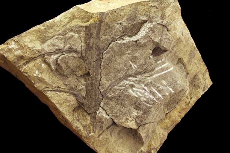 Colour image of brown rock with dark brown fossilized plant that resembles a tree with branches