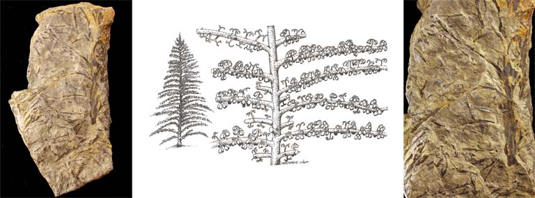 Triple colour image of brown rocks with fossilized, tree-like plants and drawing of plant in center