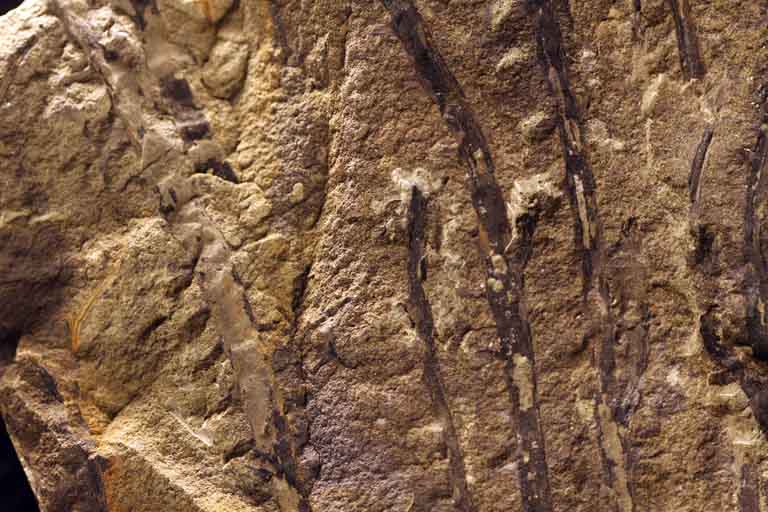 Colour image of brown rock with darker brown vertical stripes