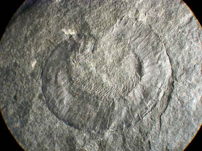 Colour image of gray rock with coiled, fossilized centipede-type animal