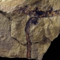 Colour image of brown rock with black vertical stripe with a curved top