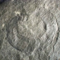 Colour image of gray rock with coiled, fossilized centipede-type animal