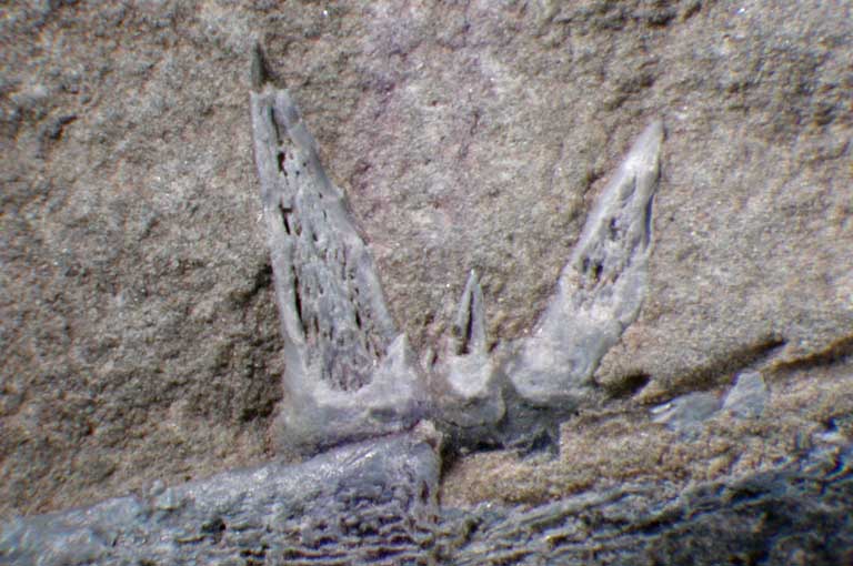 Colour image of gray rock with fossilised teeth