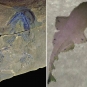 Colour images of fossilized fish and bones