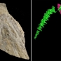 Colour images of fossilized teeth and ct scan imagery