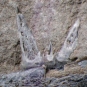 Colour image of gray rock with fossilised teeth