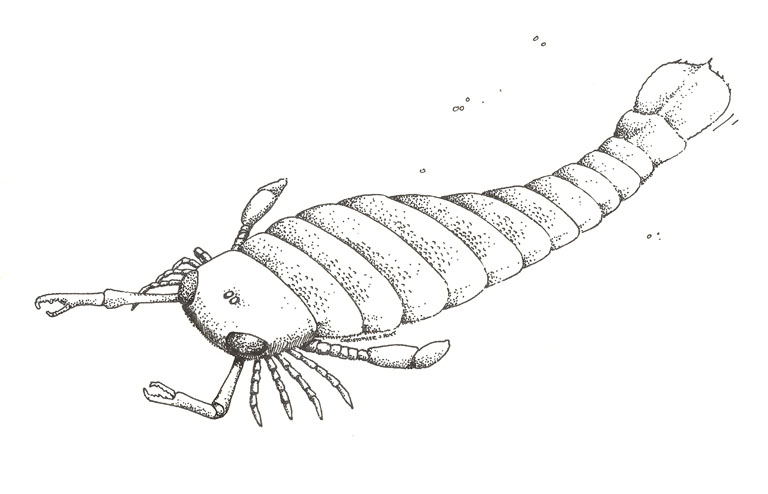 Black and white drawing of scorpion-like animal with long hard-shelled body, multiple legs and feet and  front claws
