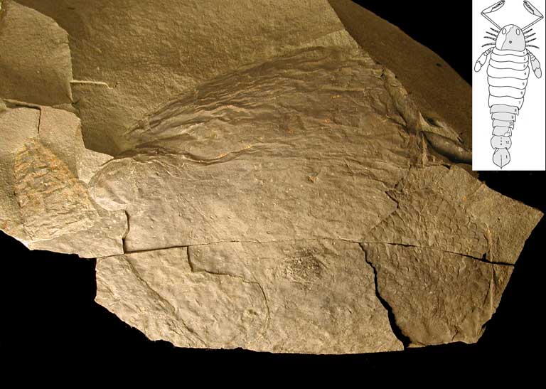 Colour image of brown rock with faint impressions of fossilized hard shells and sketch of scorpion