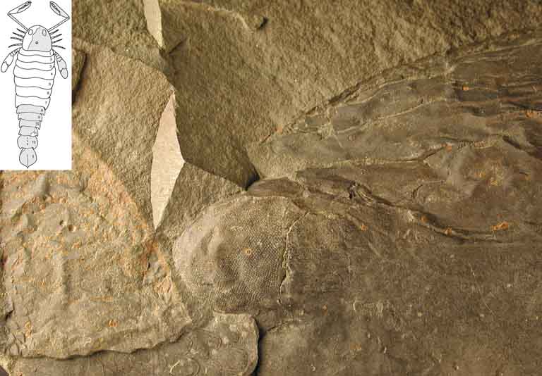 Colour image of brown rock with dark brown circles and sketch of scorpion