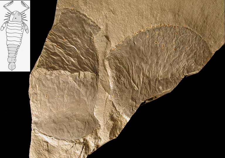 Colour image of brown rock with dark brown circles and sketch of scorpion