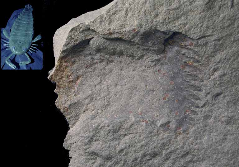 Colour image of gray rock with vertical band of sawtooth-like fossils and model of scorpion