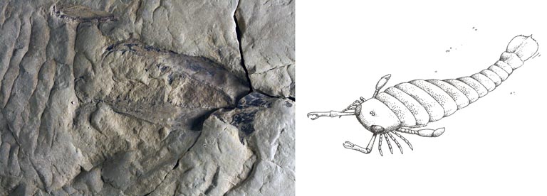 Double colour image of gray rock with darker gray oval in center and sketch of scorpion