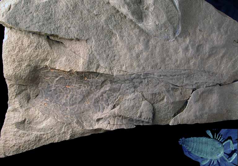 Colour image of gray rock with fossilized scorpion body and model of scorpion