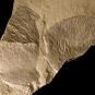 Colour image of brown rock with dark brown circles and sketch of scorpion