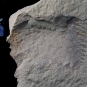 Colour image of gray rock with vertical band of sawtooth-like fossils and model of scorpion