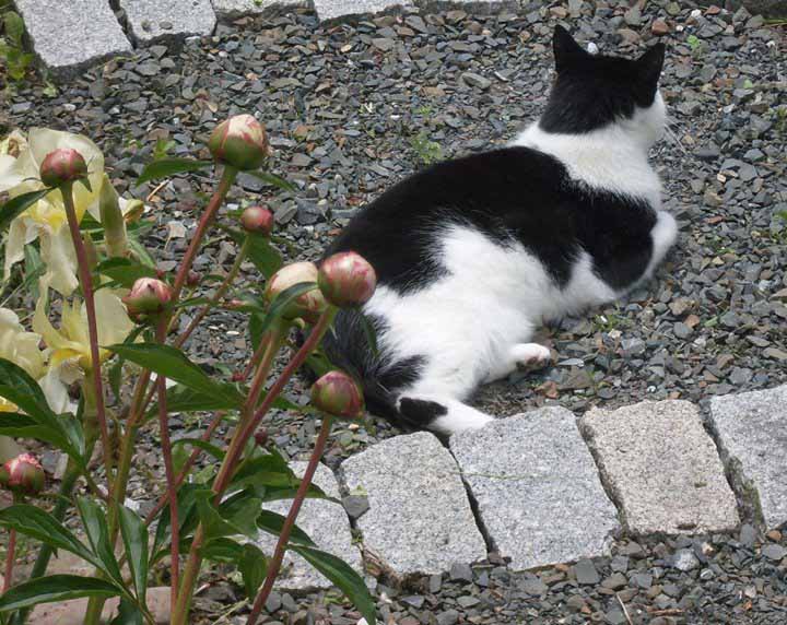 Colour image of garden path with flowers, black and white cat and gray rock blocks marking gravel path