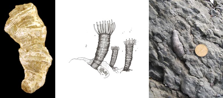 Triple image couleur : corail fossilisé brun, dessin de corail et corail fossilisé gris avec pièce d’un dollar comme valeur d'échelle