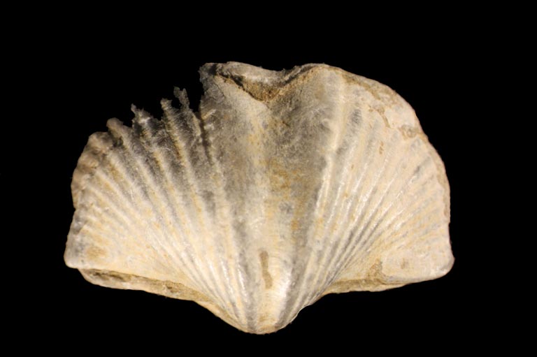 Image couleur d’une roche brun clair en forme d'éventail ou de coquille avec rayures verticales