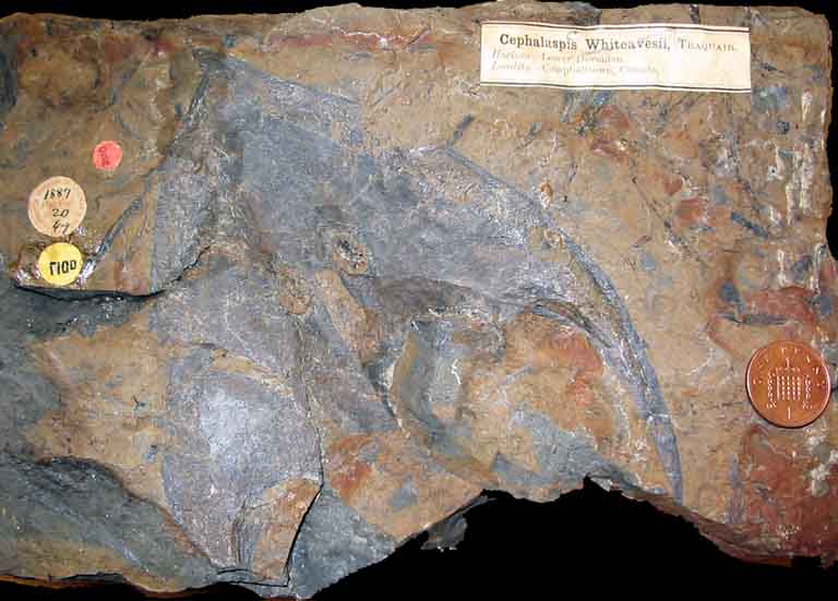 Image couleur d’une roche brune avec fossiles gris et pièce de monnaie comme valeur d'échelle