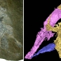Images couleur d’un fossile de cavité cérébrale et imagerie de tomodensitogramme