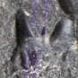 Image couleur de roche noire avec dents fossilisées