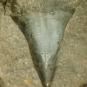 Image couleur de dent de poisson fossilisé