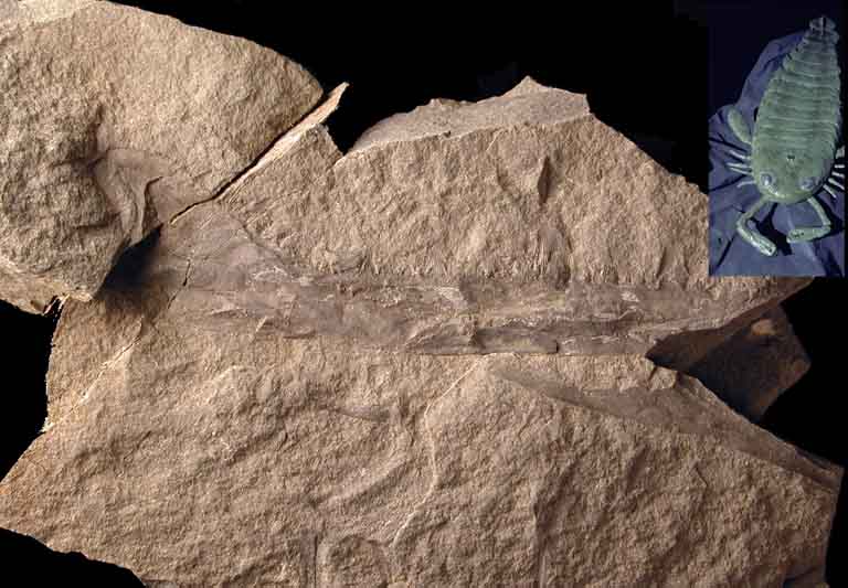 Image couleur de roche brune avec animal fossilisé brun foncé dans une bande horizontale