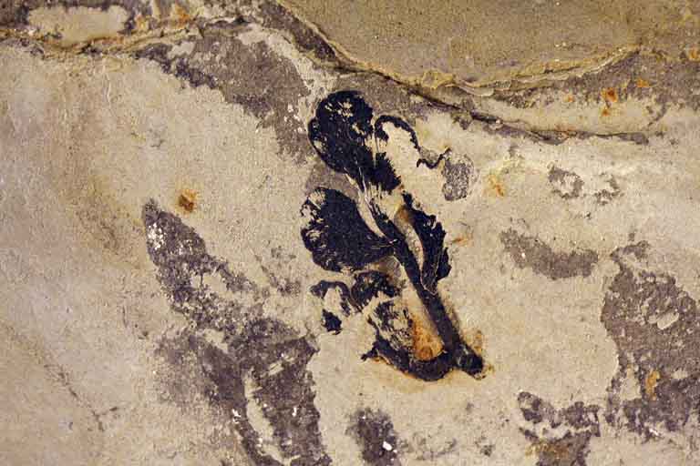 Colour image of gray rock with black fossilized plant