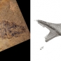 Double colour image of brown rock with clear, black fish fossil and drawing of fish in life
