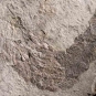 Colour image of brown rock with black fish fossil