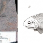 Double colour image of brown rock with black fish fossil and drawing of fish