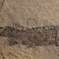 Colour image of brown rock with black fish fossil