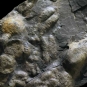 Colour image of gray rock with raised bumps