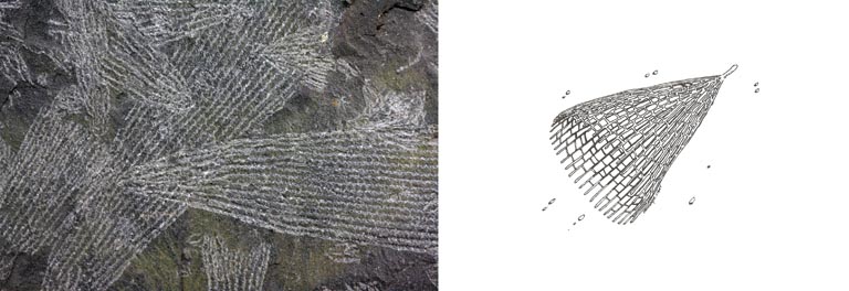 Double colour image of black rock with criss-crossed gray lines and drawing of animal in life