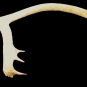 Colour image of a white bone antler 
