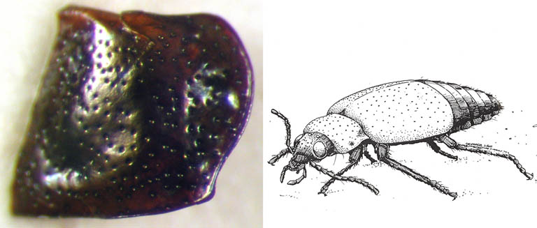 Double colour image of a shiny brown fossil and a sketch of a beetle