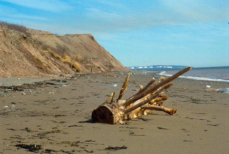 Colour photograph of a beach with red clay cliffs and the ocean and a dead tree in the sand