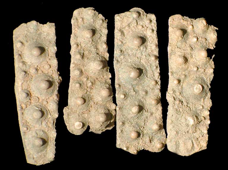 Colour photograph of four brown rectangular fossils with bumps