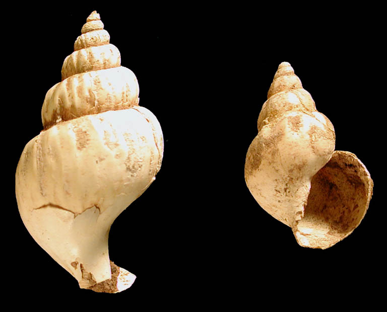 Colour photograph of two brown snail shells