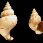 Colour photograph of two brown snail shells