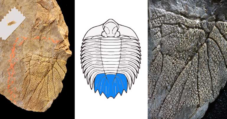 Triple image couleur : roche brune avec rainures, dessin d'animal avec rayures horizontales au centre et gros plan de roche brune striée