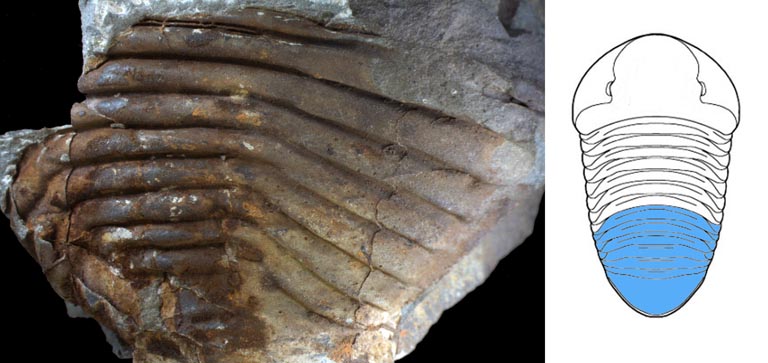 Double image couleur : roche brune avec des rainures profondes sur la gauche et dessin d'animal avec rayures horizontales