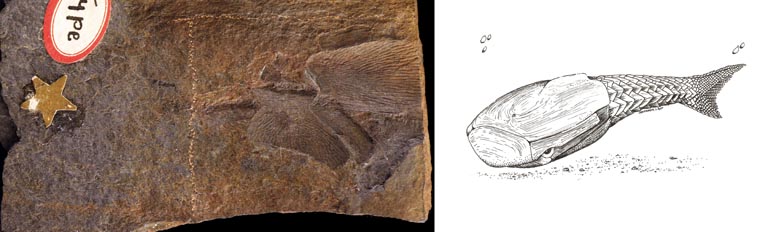 Double image couleur : roche brune avec écailles de poisson fossilisées et dessin de poisson