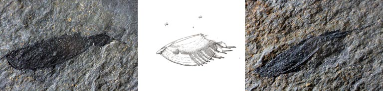 Triple image couleur : roches grises avec fossiles ovales noirs et, au centre, dessin d’animal ressemblant à un crabe