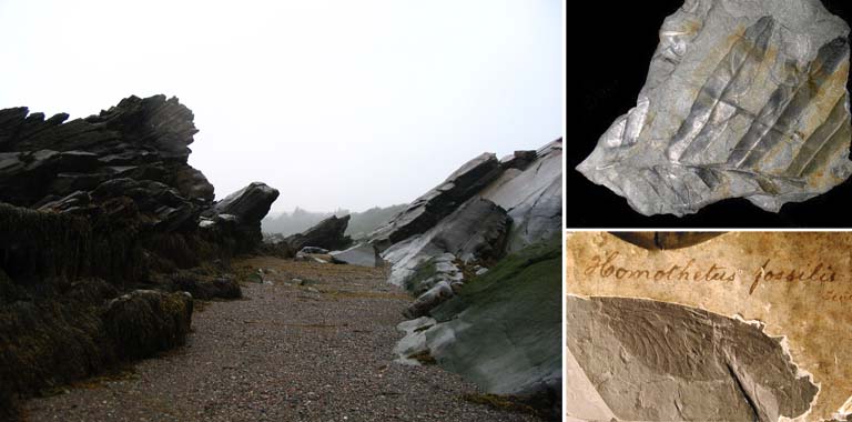 Double image couleur : plage rocailleuse rouge et fossile d’insecte blanc dans une roche rouge.