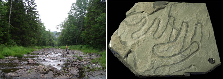 Double image couleur : ruisseau en forêt et roche grise portant des traces de fossiles courbés