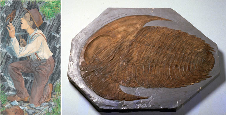 Triple image couleur : roches noires formant un angle; fossile de plante gris; fossile d’insecte brun