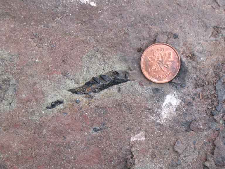 Colour photograph of a red rock with a small black shape next to a copper penny
