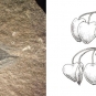 Double colour image of rock with a black oval shape and sketch of a seeds