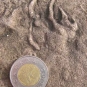 Colour photograph of a brown rock with footprint shaped bumps and a two dollar coin